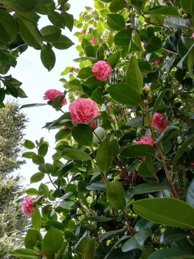 Villa Las Camelias Vilanova de Arousa Zewnętrze zdjęcie